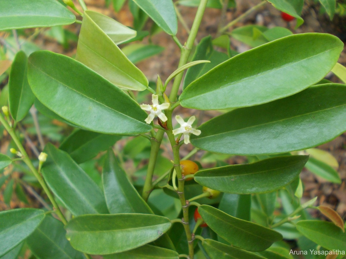 Erythroxylum zeylanicum O.E.Schulz